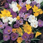 crocus mixed